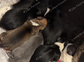 Seven loyal chihuahuas