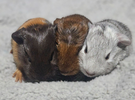 Beautiful gunea pigs for sale