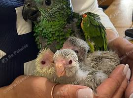Hand Reared Tame Parrots & Gentle Pigeons