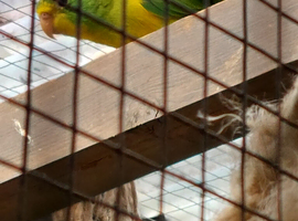 Mountain parakeet