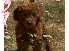 Adorable cockapoo 2 available
