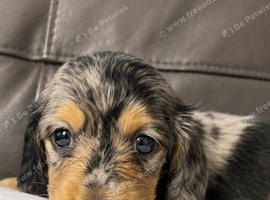 Stunning Silver Dapple Dachshund Girls