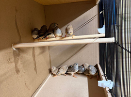Zebra Finches