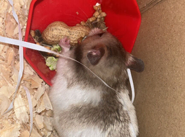Syrian hamster
