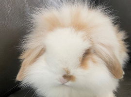Mini lop lions ready 4th June