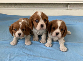 Beautiful litter of KC reg blenheim puppies from health tested parents
