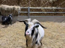 Gorgeous pygmy billy for long term hire or sale