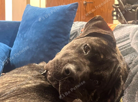 Cane corso