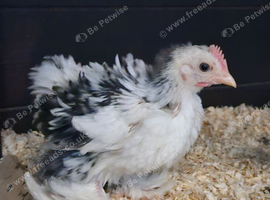 Stunning Frizzle Mottled Pekin Cockeral