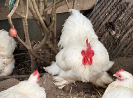 White pekin hatching eggs chicken bantam beautiful birds