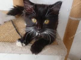Kitten
