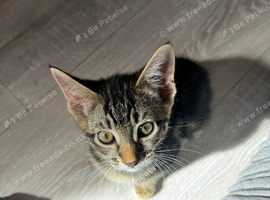 Rehoming our beautiful funny bengal