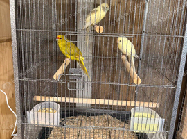 6 bird cages