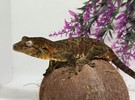 Male Mainland Chahoua gecko