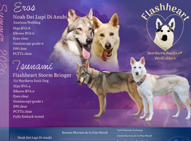 Northern Inuit puppies