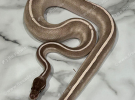 Royal Python Purple Passion 100% Het Ultramel