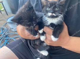 2 black and white kittens