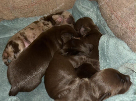 Dachshund cross English springer spaniel