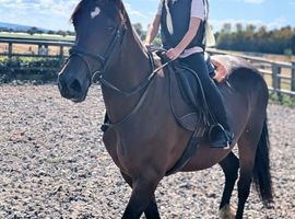 Very genuine and quiet 14.2hh all rounder