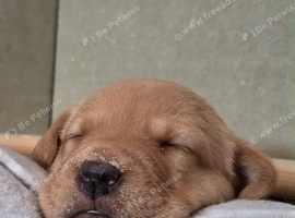 KC Registered Fox Red Labrador Puppies