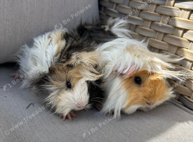 2 lovely pretty female guinea pigs .