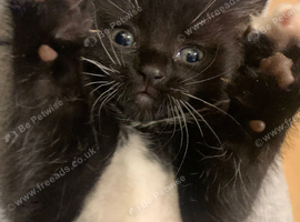2 kittens for sale. Ready to go Friday!