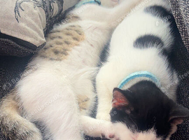 Two beautiful kittens