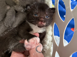 Siamese x kittens