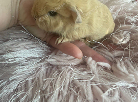 Baby Swiss
