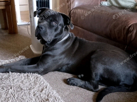 Cane Corso Male