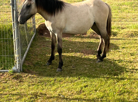Dun filly