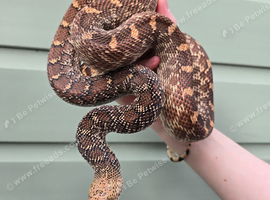 Female bull snake for sale!