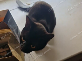 Black cat