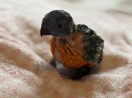 Hand-Reared Rainbow Lorikeets