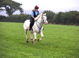 16.2hh TGCA cob gelding