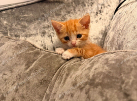 GORGEOUS KITTENS LOOKING FOR THEIR 4EVER HOMES