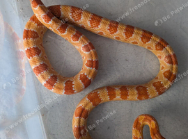 Amel scaled corn snake ( het microscale)