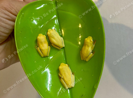 Baby red eye tree frogs