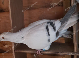 Ice pigeons for sale