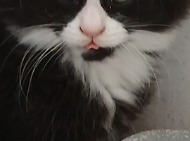 Maine coon xxx