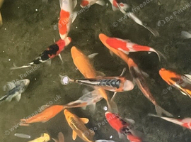Japanese koi for Sale