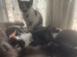 9 kittens for sale