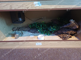 Garter snakes + setup