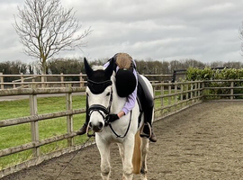 Good all round pony
