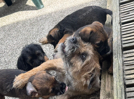 2 border terrier puppies for sale