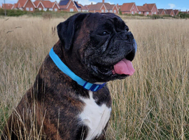 Boxer stud