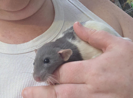 Baby rats dumbos and fancy