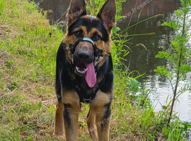 10 month German shepherd