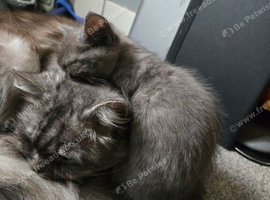 X2 beautiful doll face persian kittens