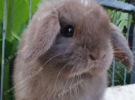 Mini lops available now